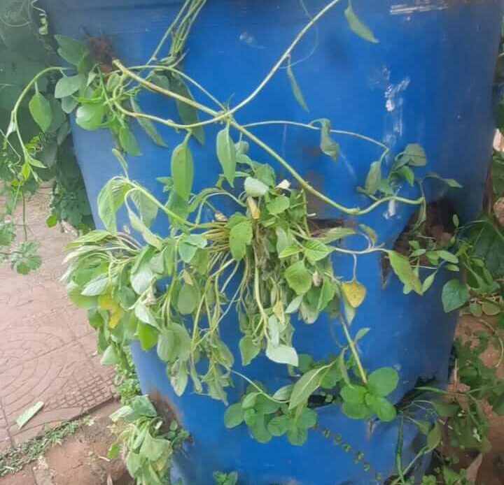 Mechanism to grow multiple vegetable plants using the surface of one water drum